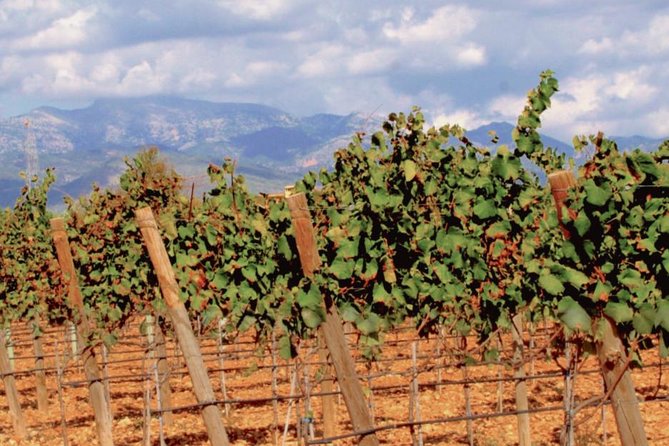 Sa Clasta Wine Tours, Mallorca - Where to fit this into your Mallorca trip