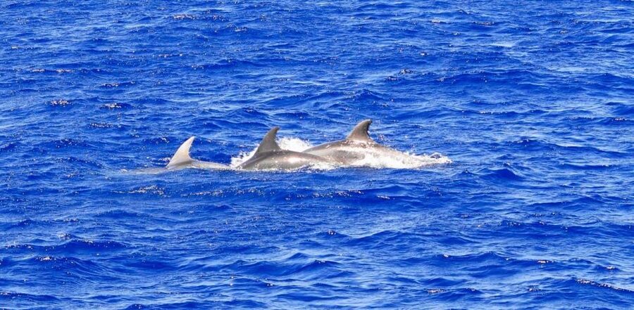 Santa Ponsa: Dolphin Watching Cruise - Key Highlights You Should Care About