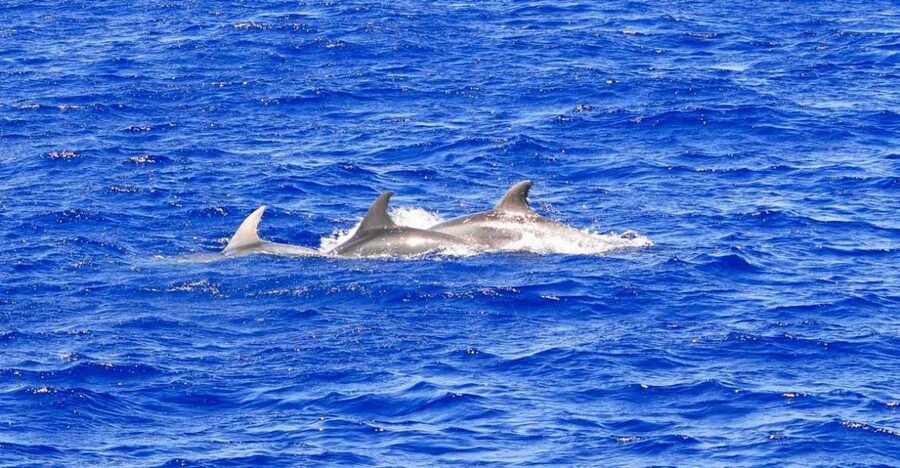Santa Ponsa: Dolphin Watching Cruise - Santa Ponsa Dolphin Watching for Dolphins, Not a Script