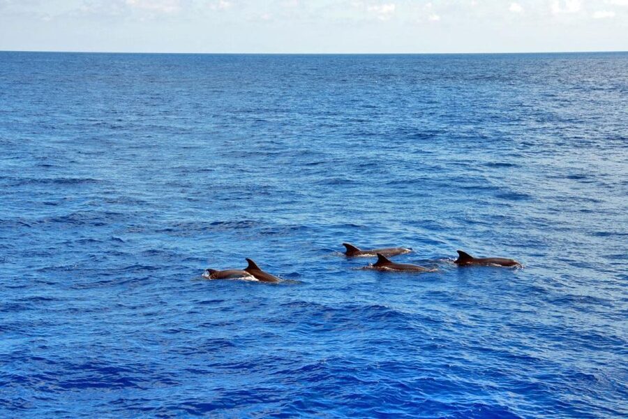 Santa Ponsa: Dolphin Watching Cruise - Getting Started at Playa de Santa Ponsa Jetty (and Picking a Good Spot)