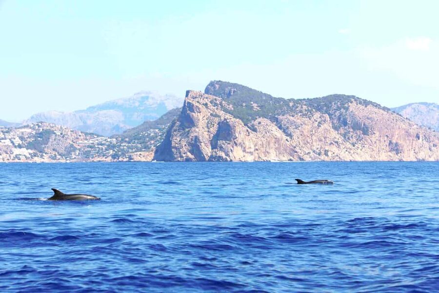 Santa Ponsa: Dolphin Watching Cruise - Cruise Cormoran: A Comfortable Speed Boat for Open-Sea Time