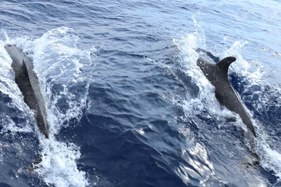 Santa Ponsa: Dolphin Watching Cruise - The Big Moment: When Dolphins Ride the Wake