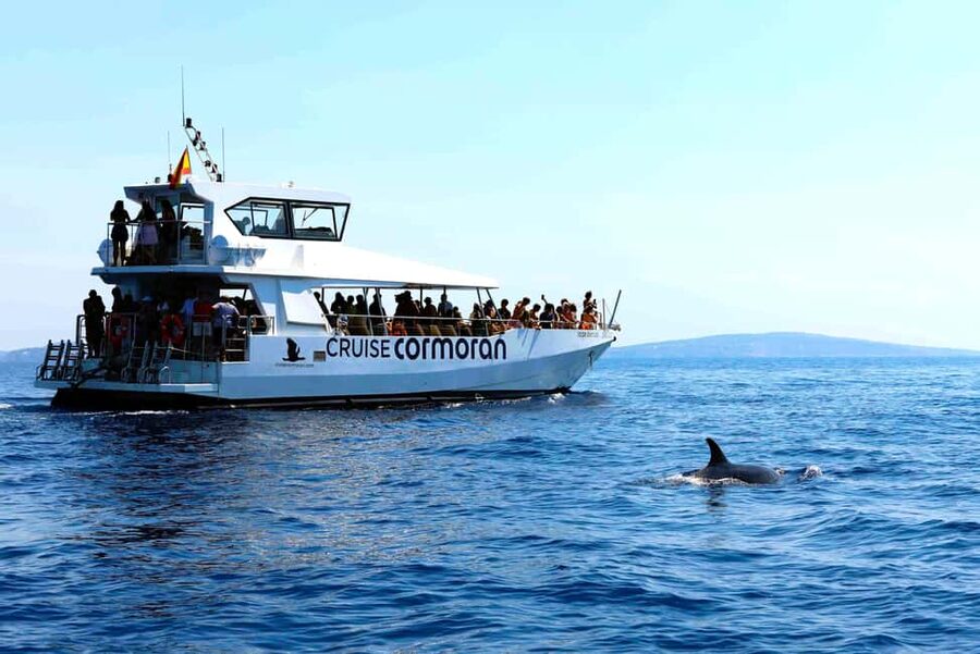 Santa Ponsa: Dolphin Watching Cruise - Swim Stop in a Mediterranean Cove: Fun, but It Can Be Chaotic