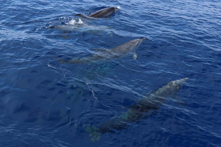 Santa Ponsa: Dolphin Watching Cruise - Drinks Aboard: Sangria, Beer, and Reasonable Pricing
