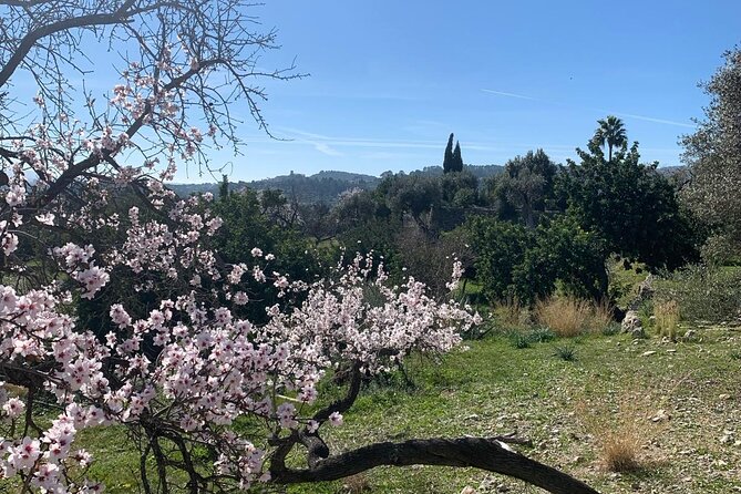 Self Guided E Scooter Brunch Tour in Mallorca Countryside - Caimari: olive oil tradition and rustic-brunch storytelling