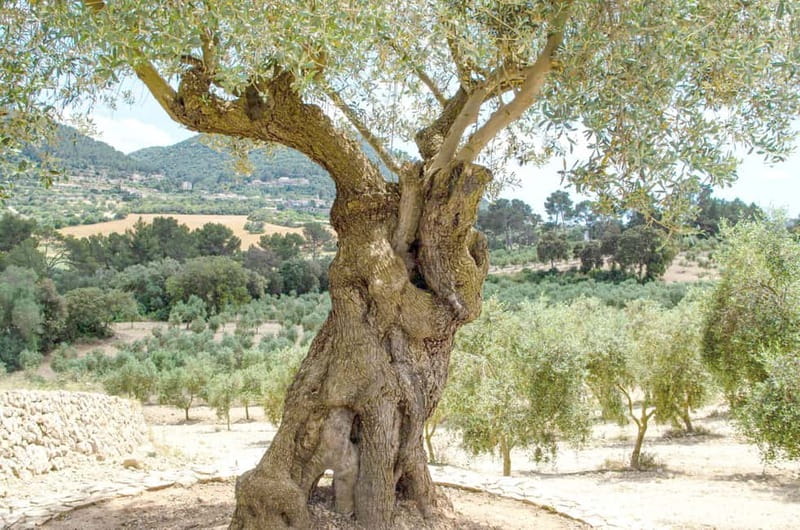 Small group- Exclusive Olive Oil & Wine Tour Mallorca - Key Points You’ll Care About
