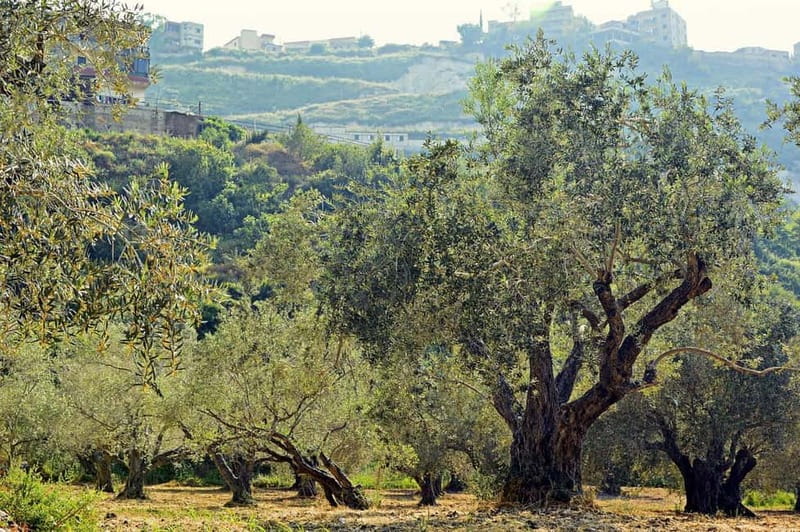 Small group- Exclusive Olive Oil & Wine Tour Mallorca - Hotel Pickup, Van Timing, and the Calm Start