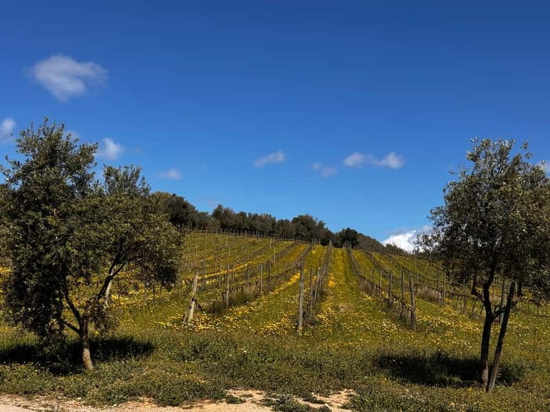 Small group- Exclusive Olive Oil & Wine Tour Mallorca - Small Group Size: Why Limit Matters More Than You’d Expect