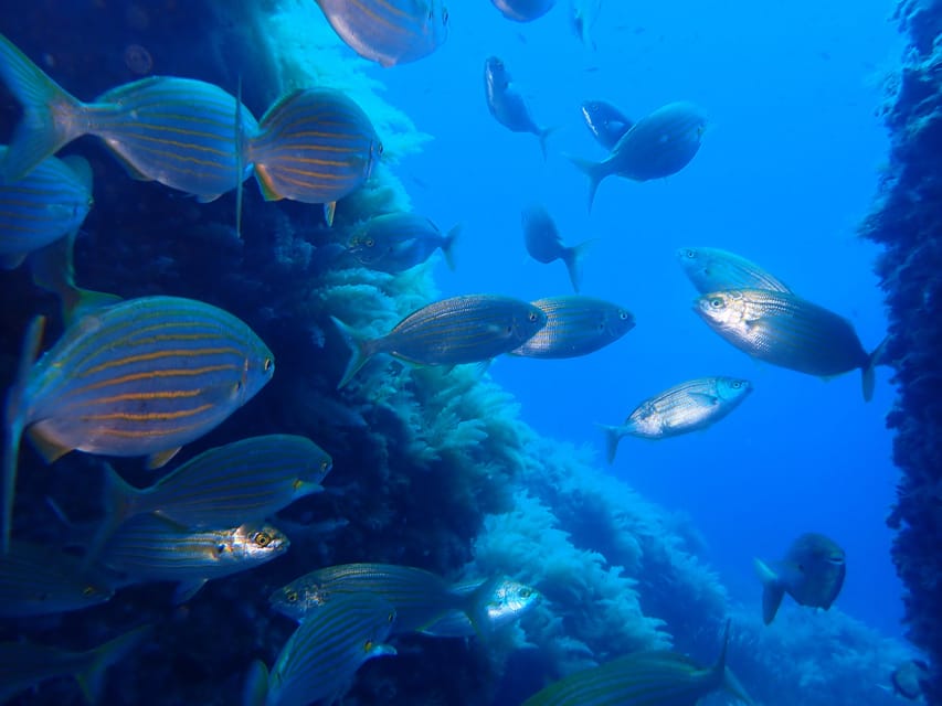 Snorkeling guided tours for tha all family! - The water time: guided snorkeling from a Mallorca beach