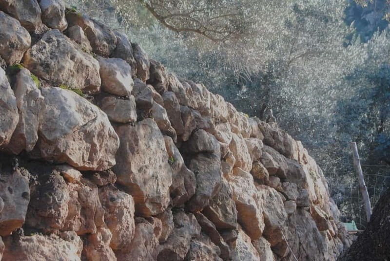 SOLLER: Olive Grove Experience, Oil Tasting & Picnic in the Tramuntana - Why this Sóller olive grove feels off the main trail