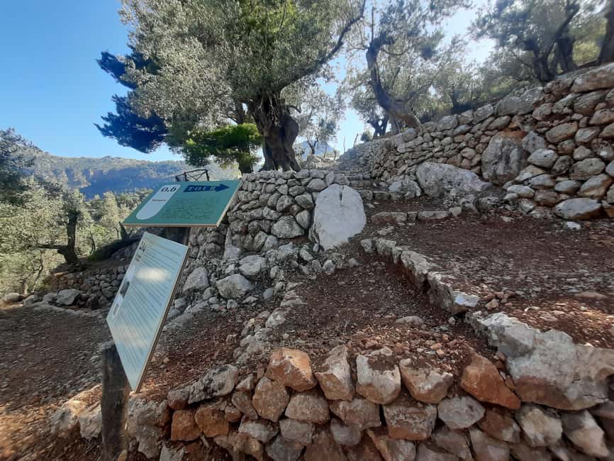 SOLLER: Olive Grove Experience, Oil Tasting & Picnic in the Tramuntana - Olive oil tasting with Mallorca DO: what you’re really sampling