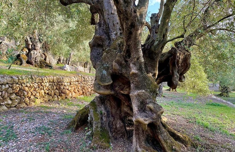 Sóller: Olive Oil Guided Tour and Tasting at Can Det Estate - Price and value: is $35 fair for an hour?