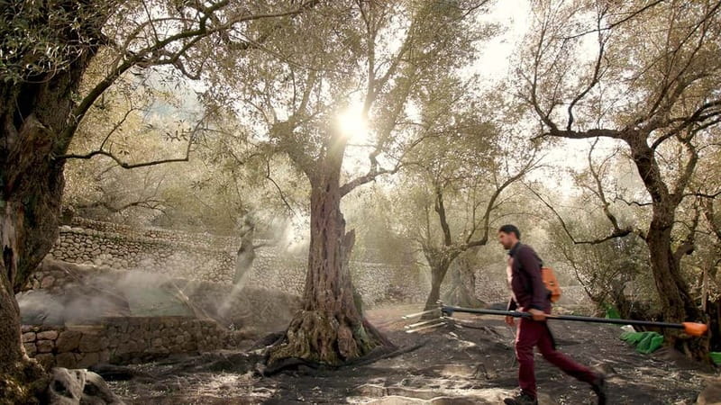 Sóller: Olive Oil Guided Tour and Tasting at Can Det Estate - Timing, meeting point, and how to make the 12:00 slot painless
