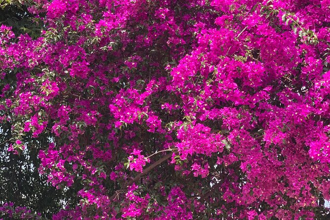 Soller Valley Private Tour and Walking in Orange Paradise - Sóller Valley Citrus Walk: From Calle Lluna to Orange Paradise