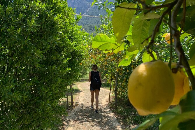 Soller Valley Private Tour and Walking in Orange Paradise - Ecovinyassa Orange Farm Stop: Learn Citrus, Then Picnic-Style Eat