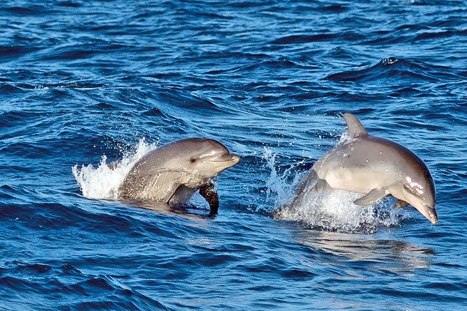 Sunrise Boat Trip in Mallorca with Dolphin-Watching - Getting There Early: Meeting Point and What the Morning Really Means