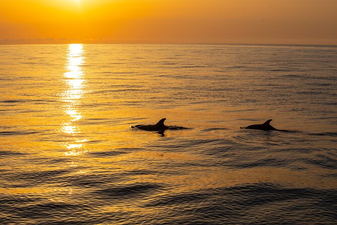 Sunrise Boat Trip in Mallorca with Dolphin-Watching - Group Size: From Cozy to Crowded Depending on the Day