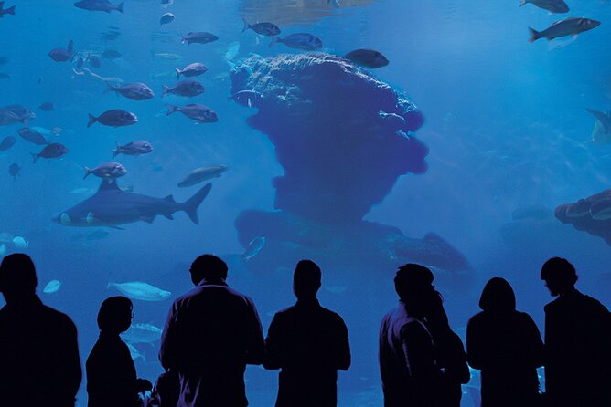 Ticket Palma Aquarium - Family-Friendly Setup: Splash Play, Indoor Time, and Seating