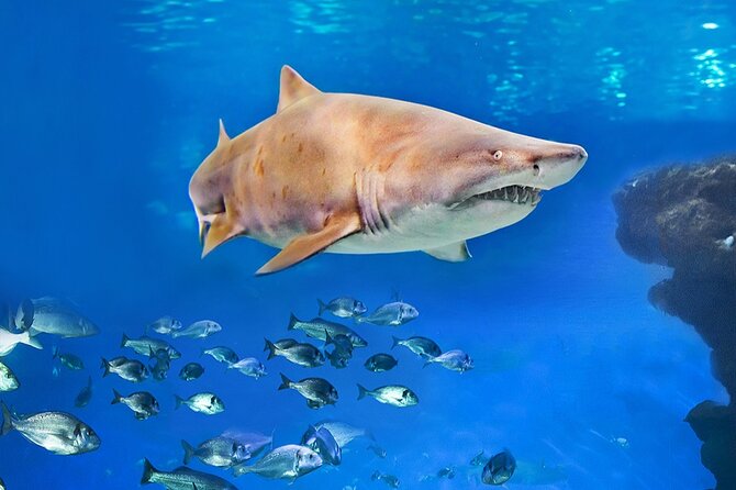 Ticket Palma Aquarium - Crowds and Noise: How to Keep Your Visit Enjoyable