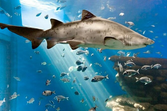 Ticket Palma Aquarium - The Big-Draw Moments: Shark Feeding, Whales, and 3D Cinema