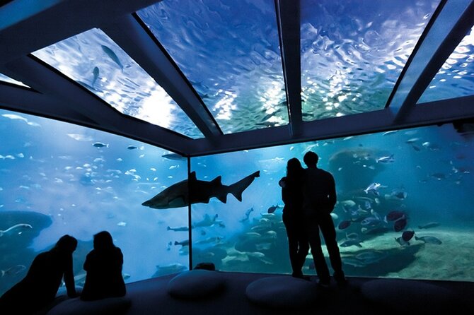 Ticket + Transfer to Palma Aquarium - A Hot-Day Plan: Palma Aquarium With Ticket and Transfer Included