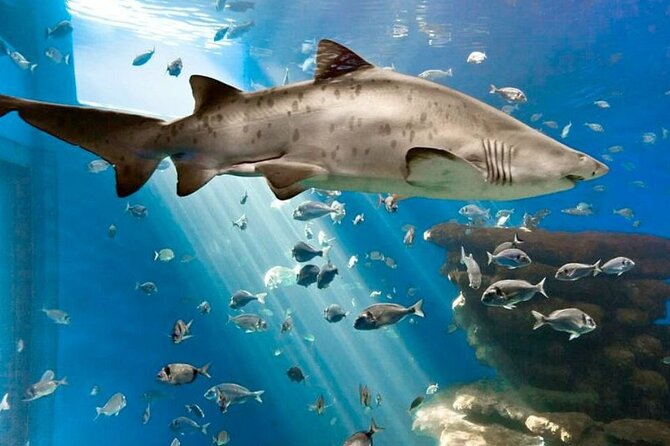 Ticket + Transfer to Palma Aquarium - 3D Cinema Aquadome and Whale Content: Optional, But Check What You Want