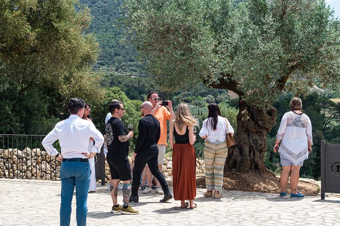 Tour to olive grove and olive mill, oil tasting and snack - Oil tasting like a wine flight: how to taste without overthinking