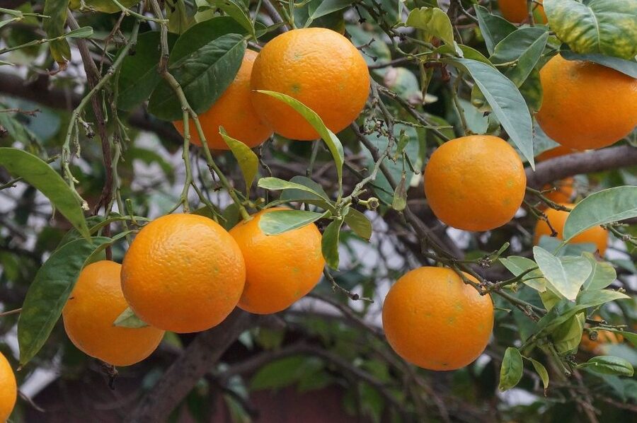 Tramuntana Small Group Tour - Soller, Deiá, Valldemossa - Sóller: Modernist streets, orange-valley mood, and time that actually counts