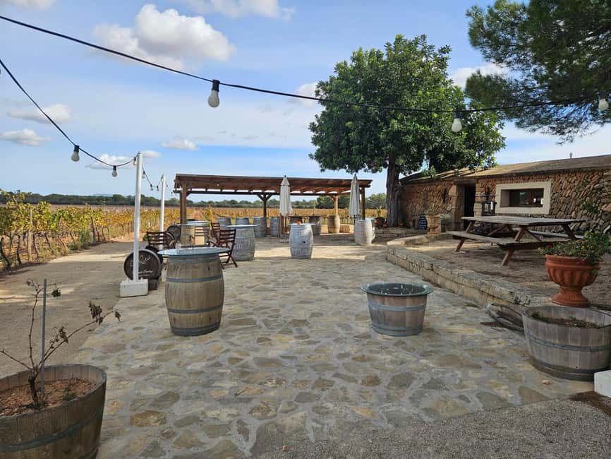 Visit Bodegas Bordoy, taste 5 wines, and enjoy finger food - Key highlights you’ll actually use