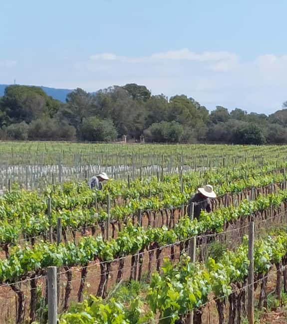 Visit Bodegas Bordoy, taste 5 wines, and enjoy finger food - Getting to Bodegas Bordoy: the easy parking trick