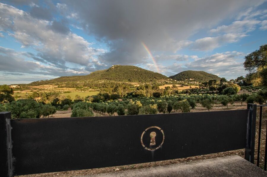 Visit of the olive grove, olive oil tasting and snack - From the Tree to the Table at Finca Treurer