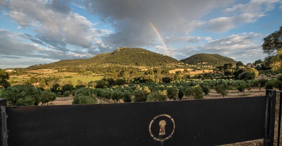 Visit of the olive grove, olive oil tasting and snack - The Guided Tour: Learning the Production Logic Behind EVOO