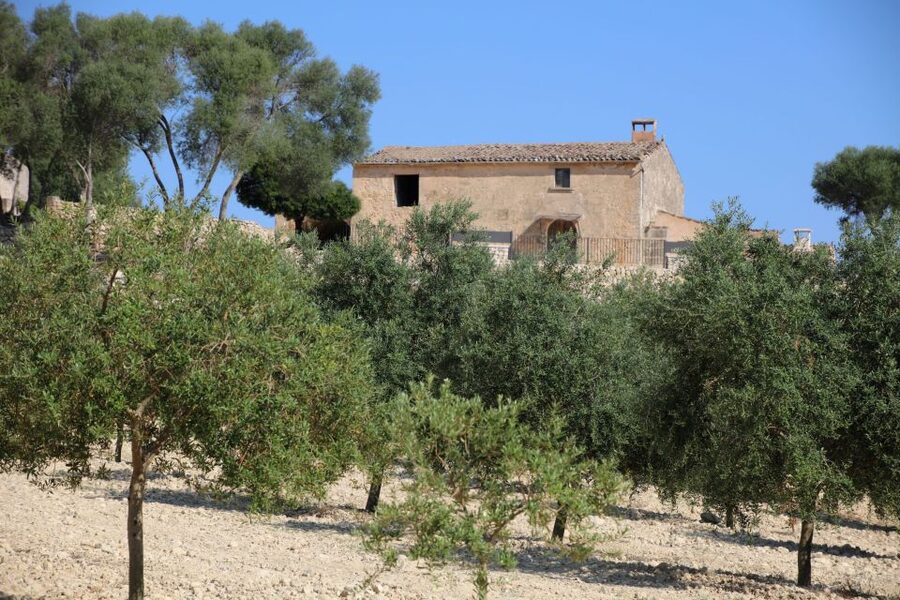Visit of the olive grove, olive oil tasting and snack - The EVOO Class and Tasting: How to Tell Extra Virgin from Other Oils