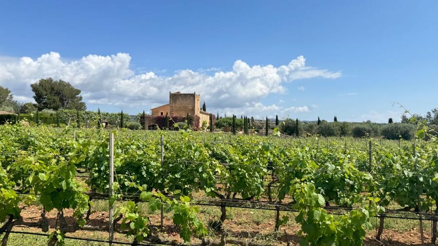Weinsonntag auf Mallorca - Should You Book Wine Sundays on Mallorca?