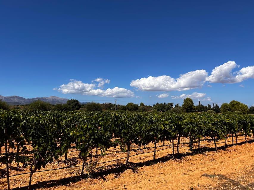 Weinsonntag auf Mallorca - Service Style: Hosts, Language, and How the Evening Moves